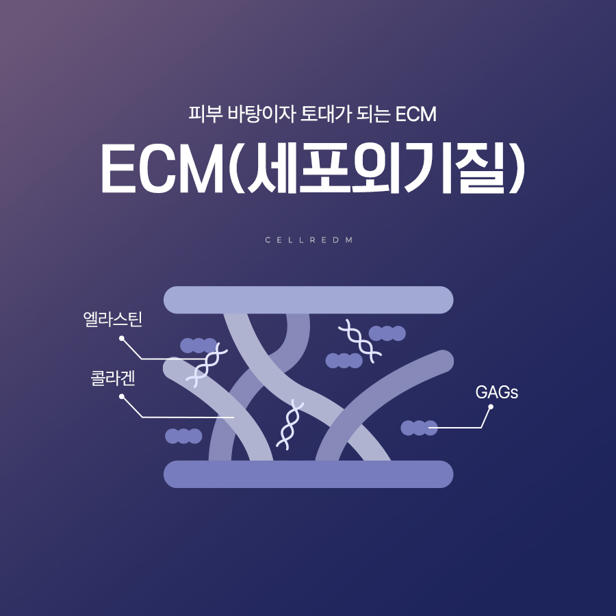 셀르디엠 ECM 세포외기질 콜라겐 엘라스틴 GAGs